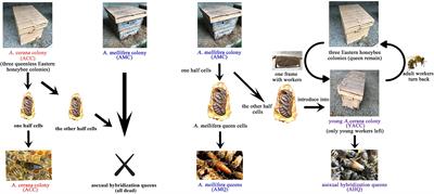 The Dominating Role of Genetic Background in Shaping Gut Microbiota of Honeybee Queen Over Environmental Factors